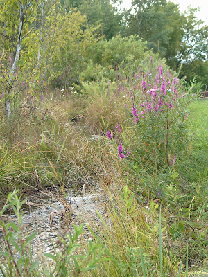L. salicaria growing along the banks of the North Tributary.  Picture taken August 7, 2012 by Kim Zippel.