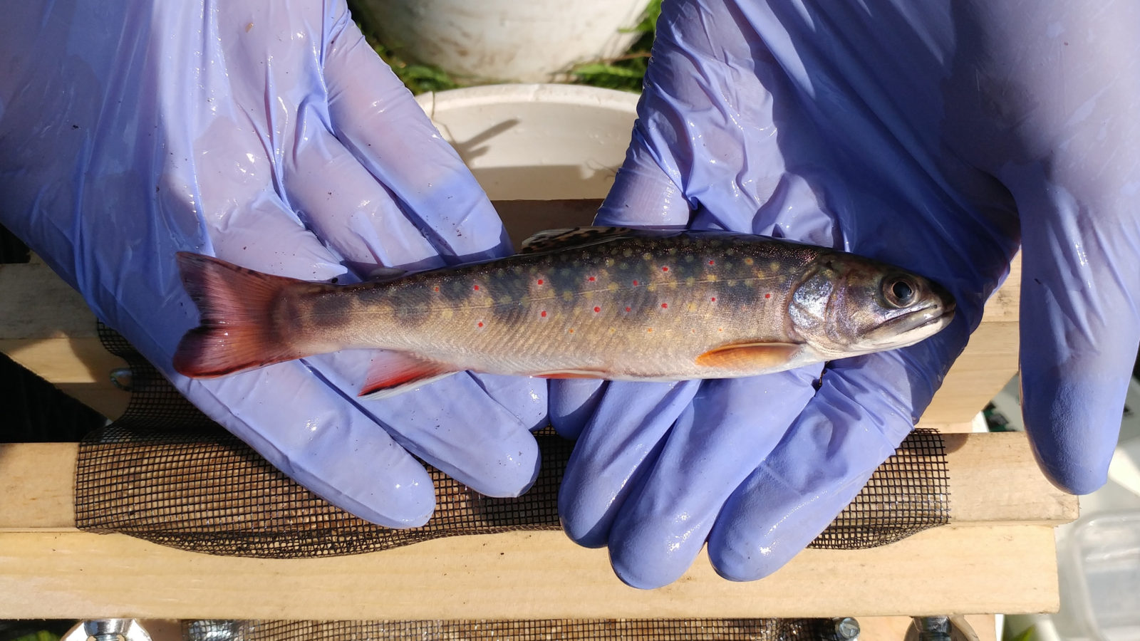Photo of brook trout with parr marks