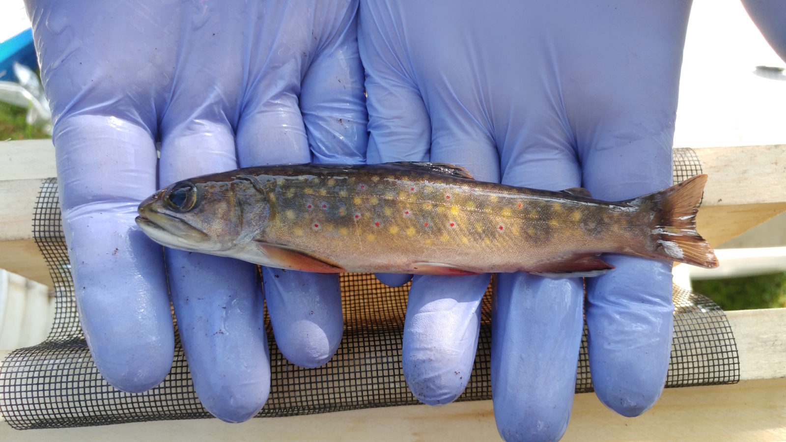 A juvenile brook trout laying across the researcher's blue latex gloved hands.