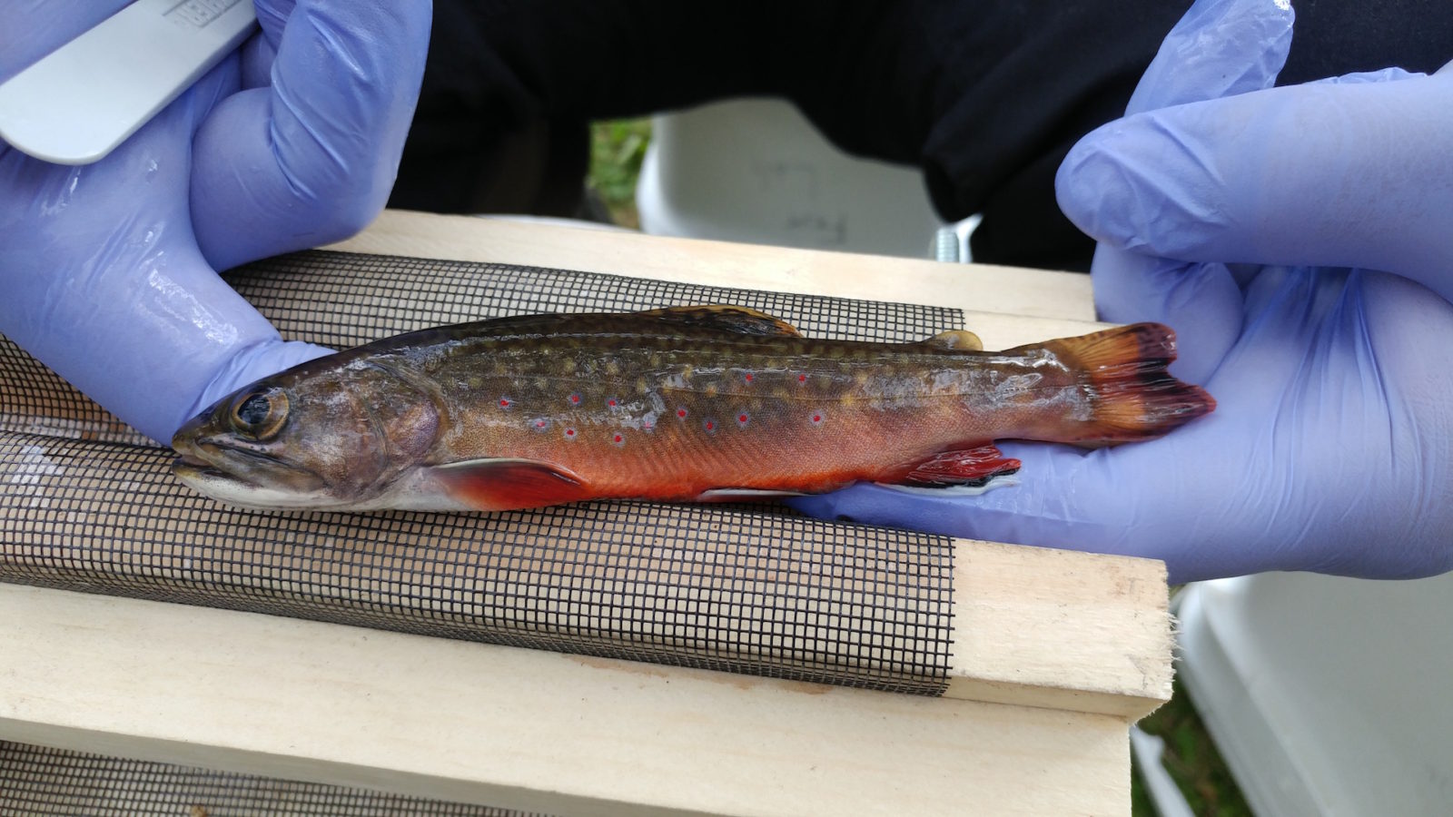 A brook trout close to spawning season. The belly is red, and the fins are red, edged in black and white with white being the outermost colour.