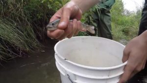 Life of a Radio Tagged Brook Trout