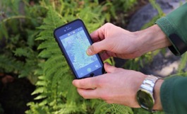 Hands holding an iPhone that has the iNaturalist camera feature focusing on a green fern.