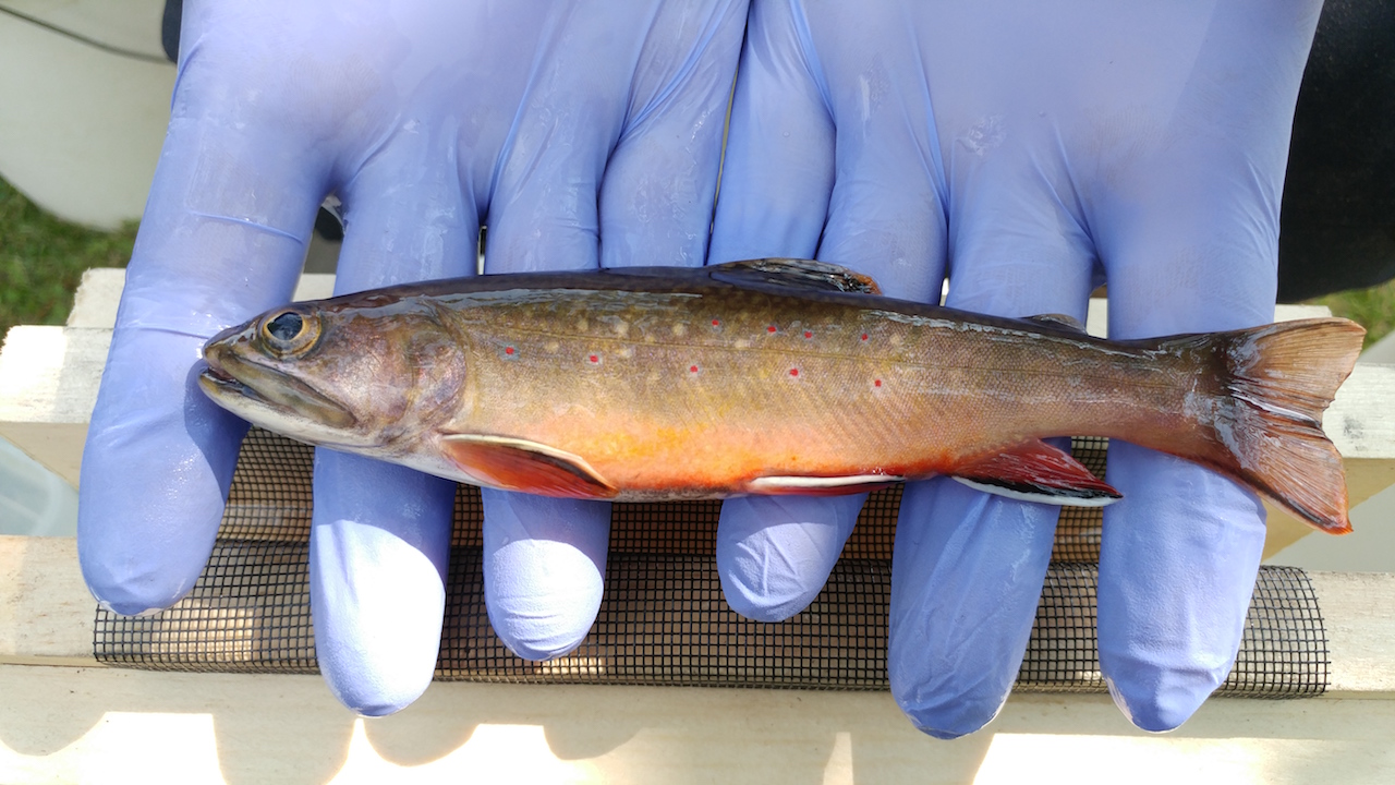 Brook Trout in fall spawning colour