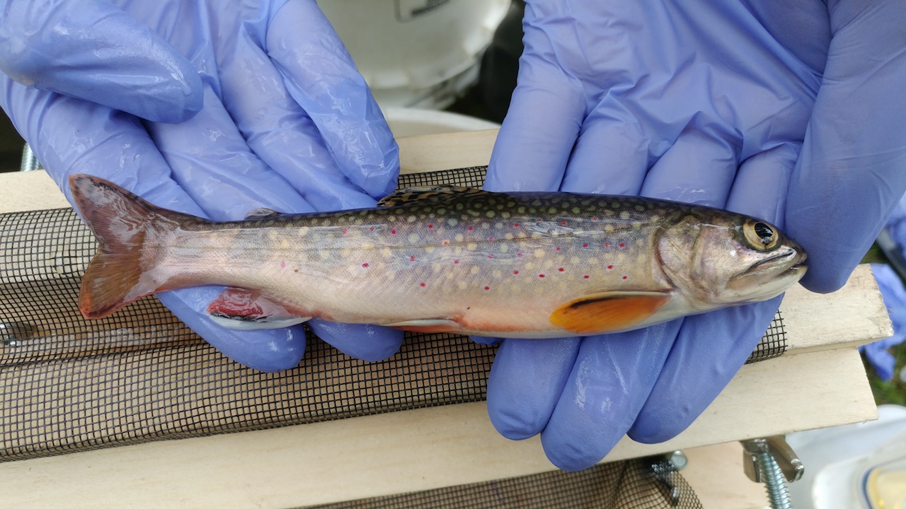 A brook trout, possibly female from the blunt nose and pale fall colouring.