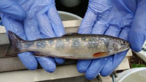 A researcher wearing blue latex gloves is holding a small brook trout in the palm of his hands. The trout has red fins, edged with black and white. The side of the trout facing upward shows yellow spots that are interspersed with small red spots, and wormlike markings appear on the dorsal aspect.