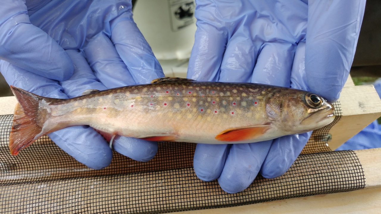 Small nicely speckled brook trout held in blue gloved hands of a researcher. The fish has both yellow and red spots. The fins are bright red with a white on top of black stripes on the leading edges.