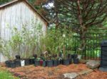 Riparian shrubs need water, and it was a team effort keeping these potted plants moist all summer.