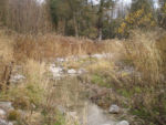 The main channel of Harper Creek as it enters Harper Park from Bridlewood Park.