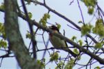 One of the birds you can find in Harper park in April (Basil Conlin)