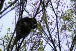 Spotted April 2017 munching on Catkins (Basil Conlin)
