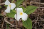 Found near the "fen" April 2017 (Basil Conlin)