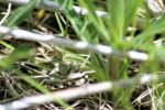 Can you see the moth in the grass? (Basil Conlin)