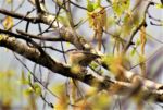 One of the birds you can find in Harper park in April (Basil Conlin)