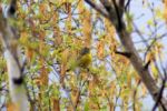 Spotted April 2017 (Basil Conlin)