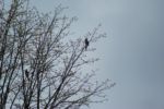 A bluejay spotted in april 2017 (Basil Conlin)